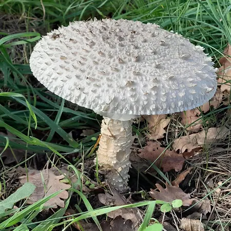 Le Prieure Saint-Florent-sur-Auzonnet